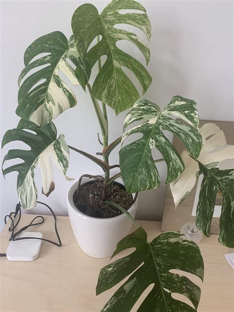 monstera watering frequency